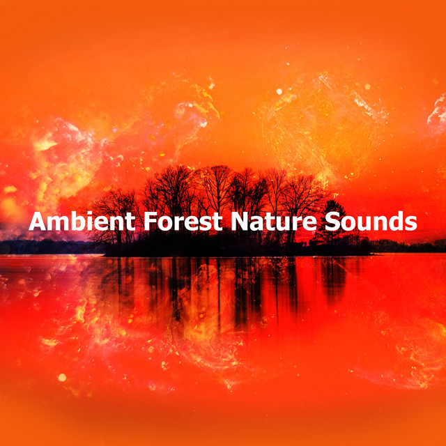 Ambient Forest Nature Sounds - Album by Nature Sound Collection | Spotify