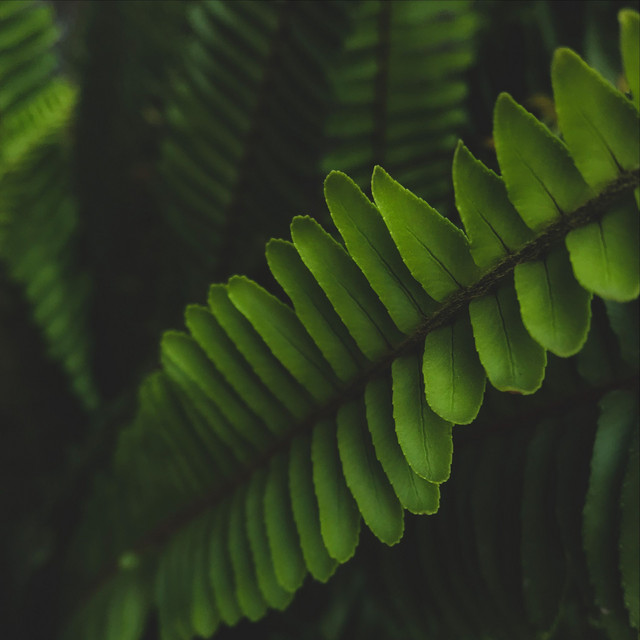 Asian Zen Nature cover art