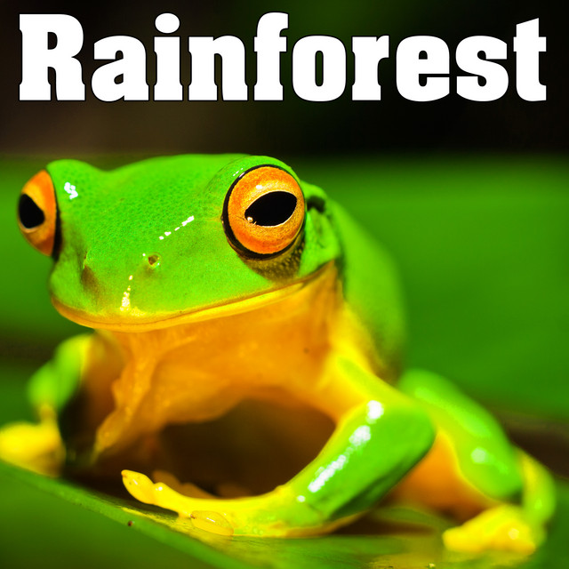 Calm Tropical Rainforest Nature Sounds