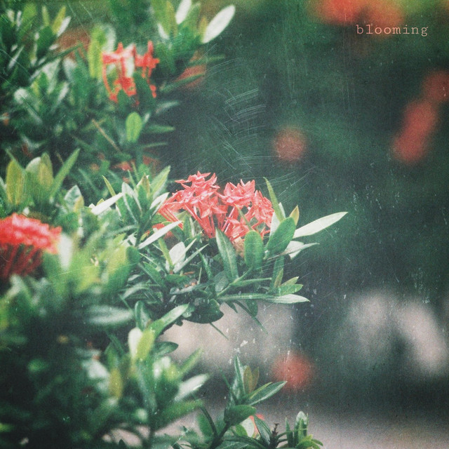 Blooming cover art