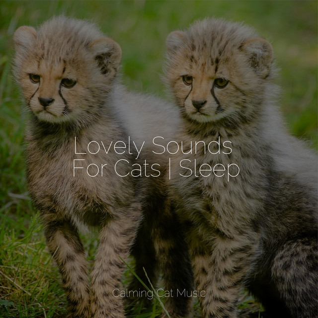 Lovely Sounds For Cats | Sleep cover art