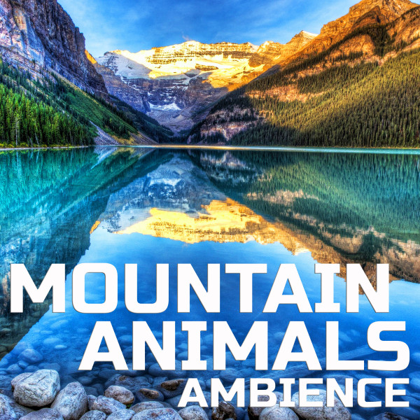 Mountain Animals Soundscapes