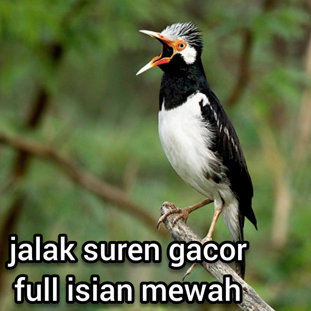 Jalak Jawara 87