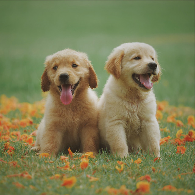 Instant Relaxation Classics for Dogs cover art