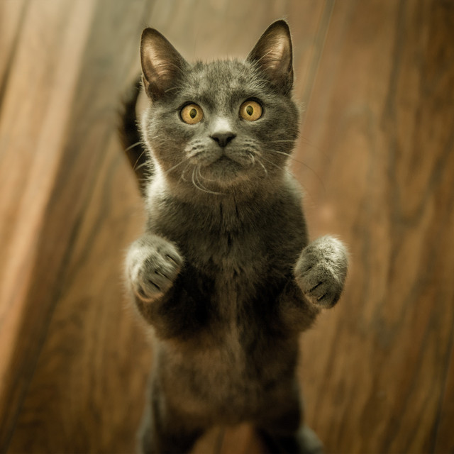 Make Your Cat Go Crazy! cover art