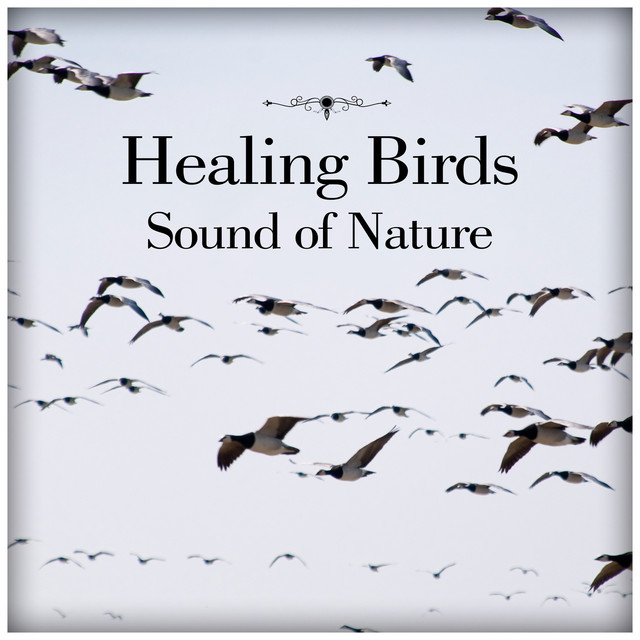 Healing Birds – Sound of Nature: Relaxation Music for Meditation, Yoga, Sleeping Trouble, Spa, Massage & Study, Calming Music cover art