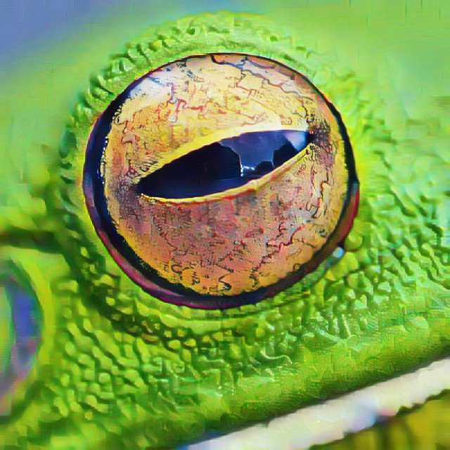 Frog stamp cover art