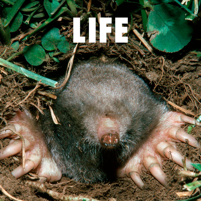 Life cover art