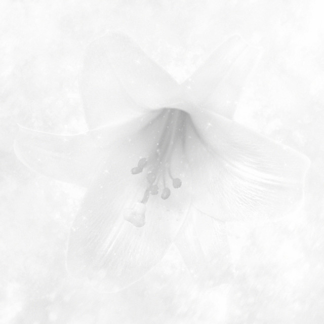 White cover art