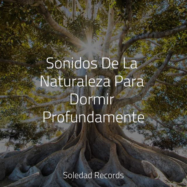 Sonidos De La Naturaleza Para Dormir Profundamente - Album by Canción ...