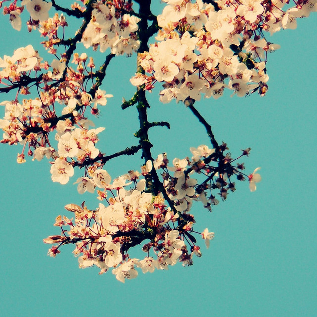 Marigold cover art