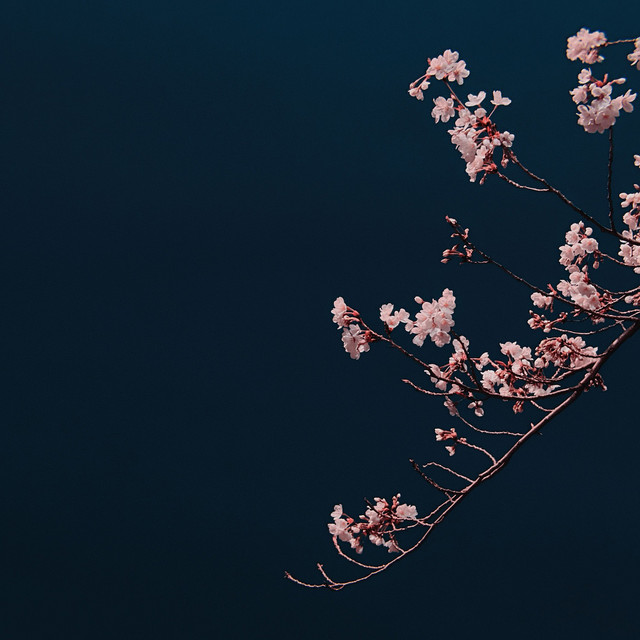 Bloom cover art