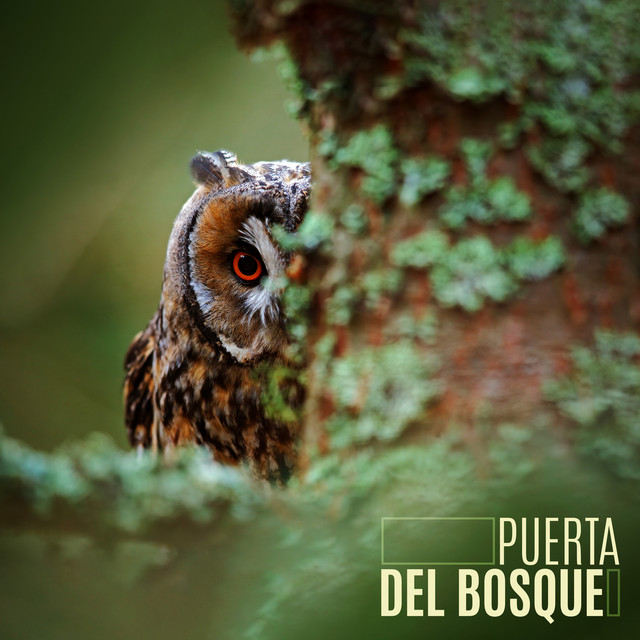 Puerta del bosque: Paisaje sonoro del bosque sereno cover art