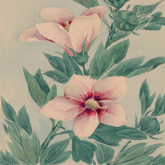bloom cover art