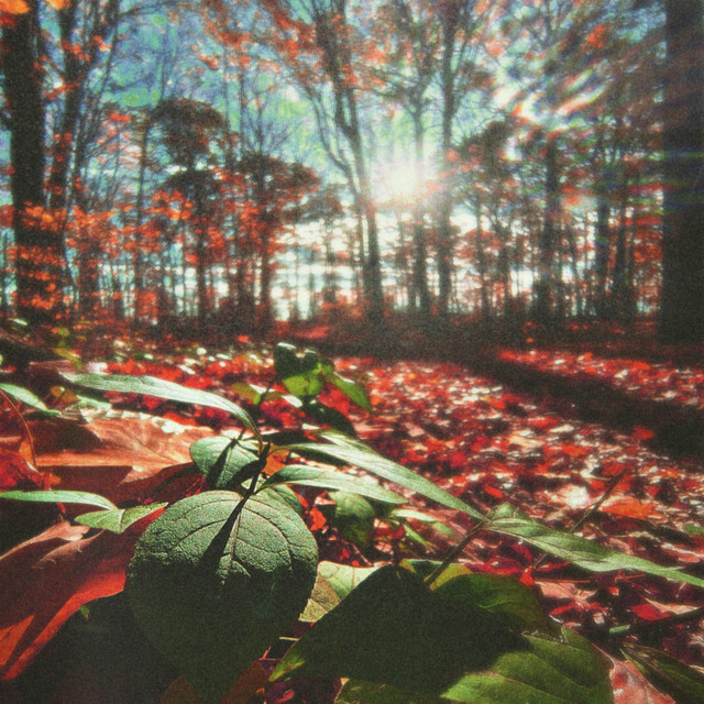 Turning Leaves
