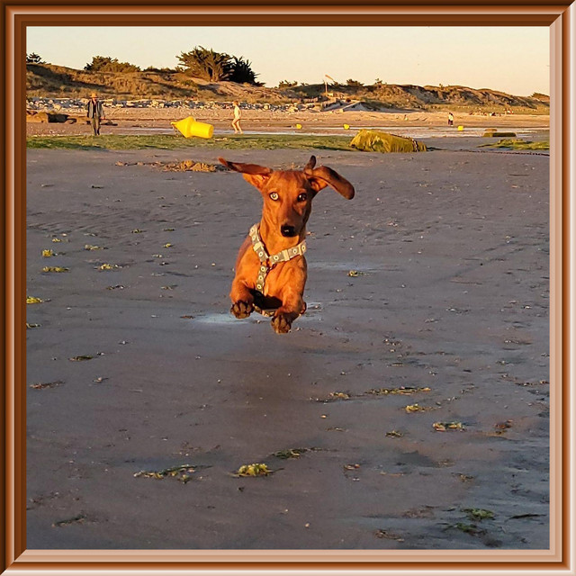 Arpilip cover art