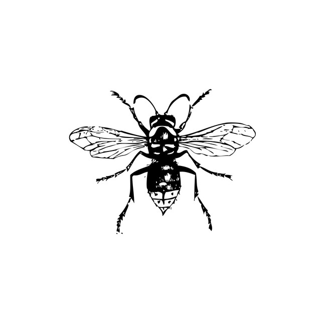 Hornet artwork