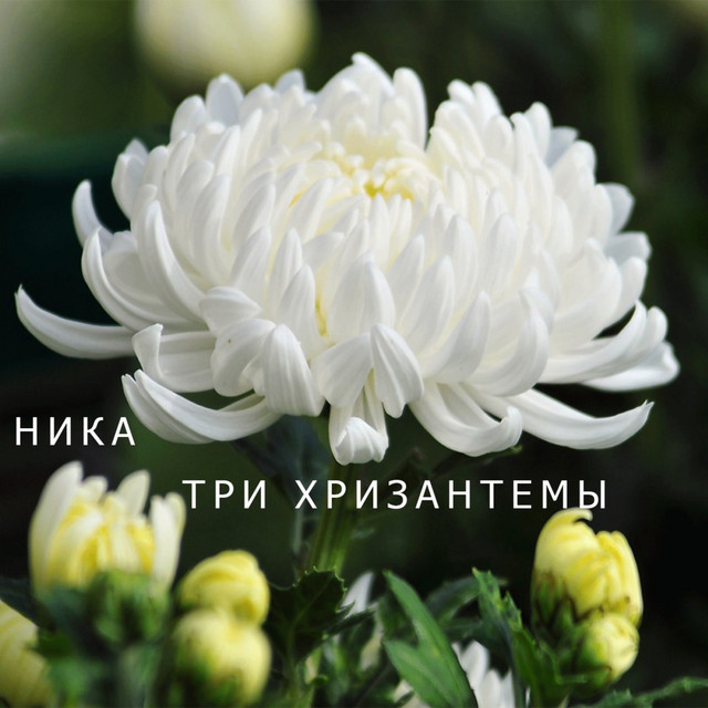 Three Сhrysanthemums cover art