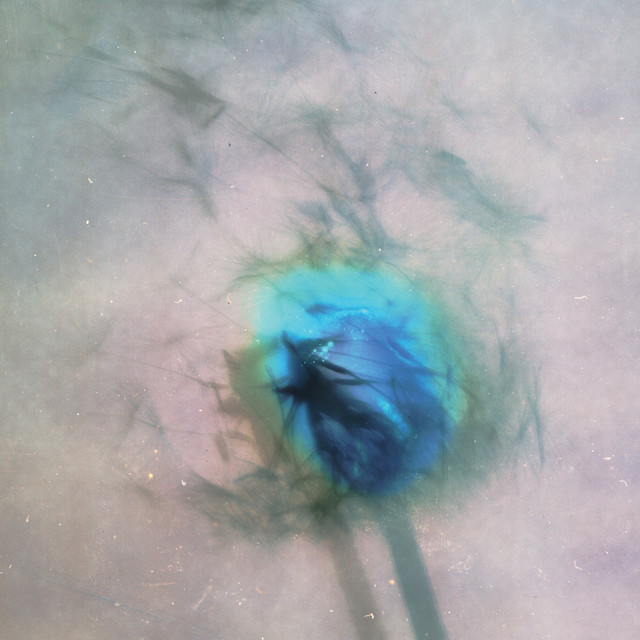 Moonflower album image