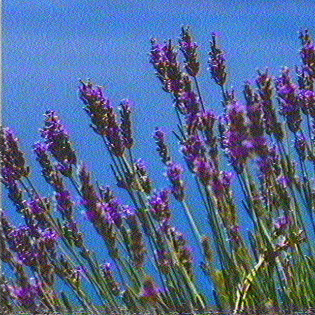 Lavender