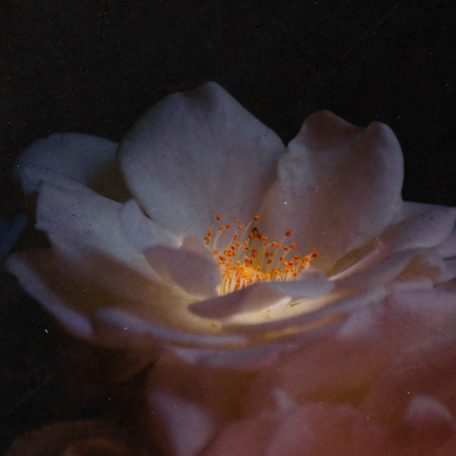 Обкладинка: Pure — Ikiro