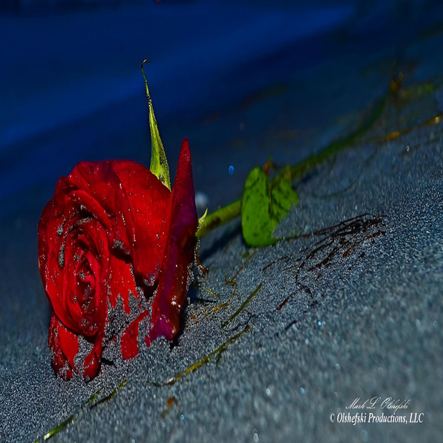 ivancaki95 – THE ROSE FAILED