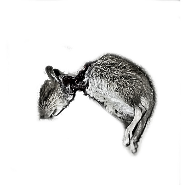 Urban Legend cover art