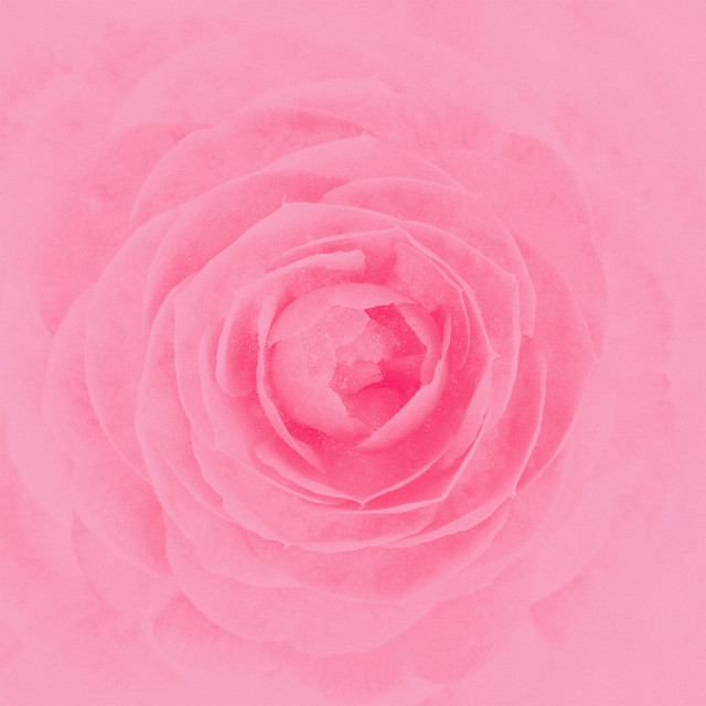 Camellia cover art