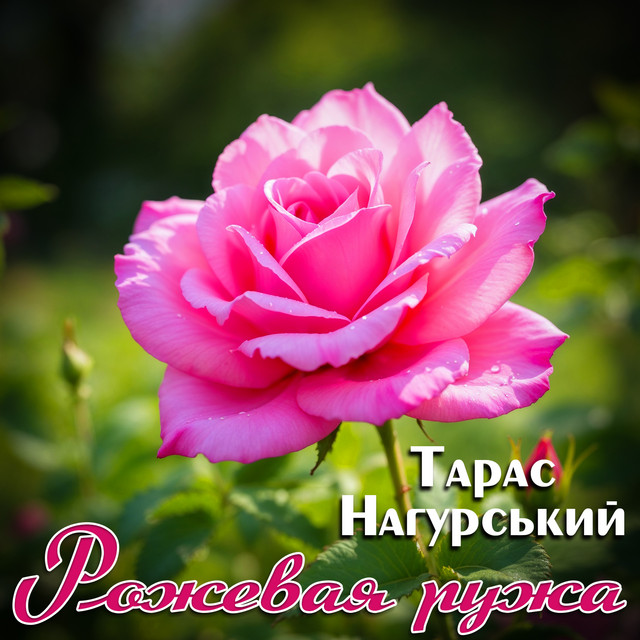 Обкладинка: Рожевая ружа — Тарас Нагурський