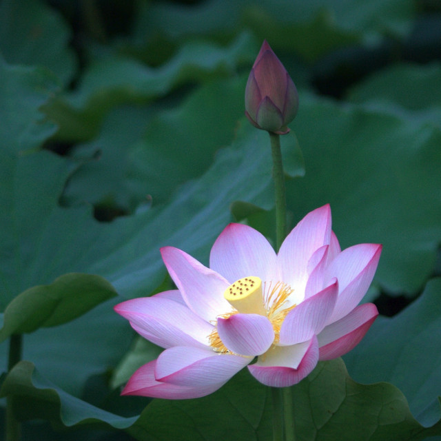 Reduce Anxiety with Chill Sounds, Calm Within cover art