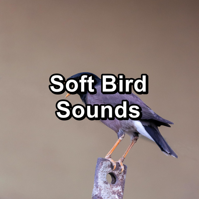 Relaxing Blackbirds Music - song and lyrics by Rain Sounds, Calm Bird ...