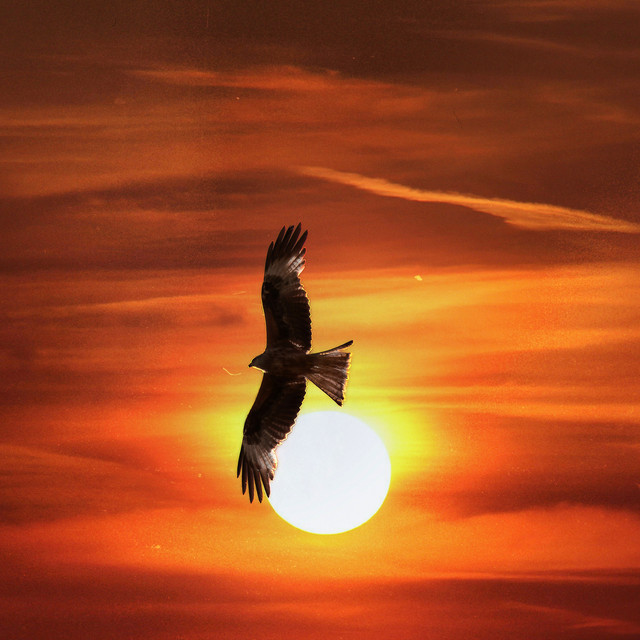 spirit of the hawk