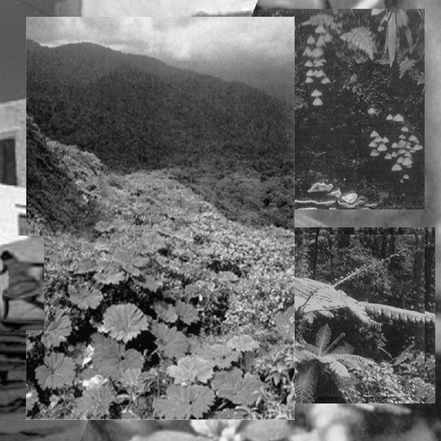 gaucimal / ficus cover