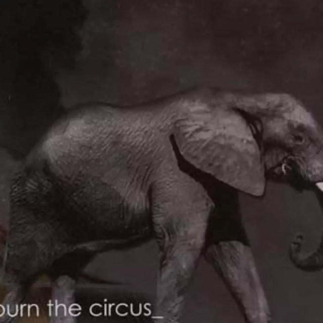 Burn The Circus cover