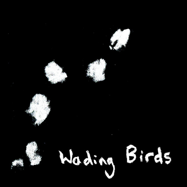 Wading Birds cover