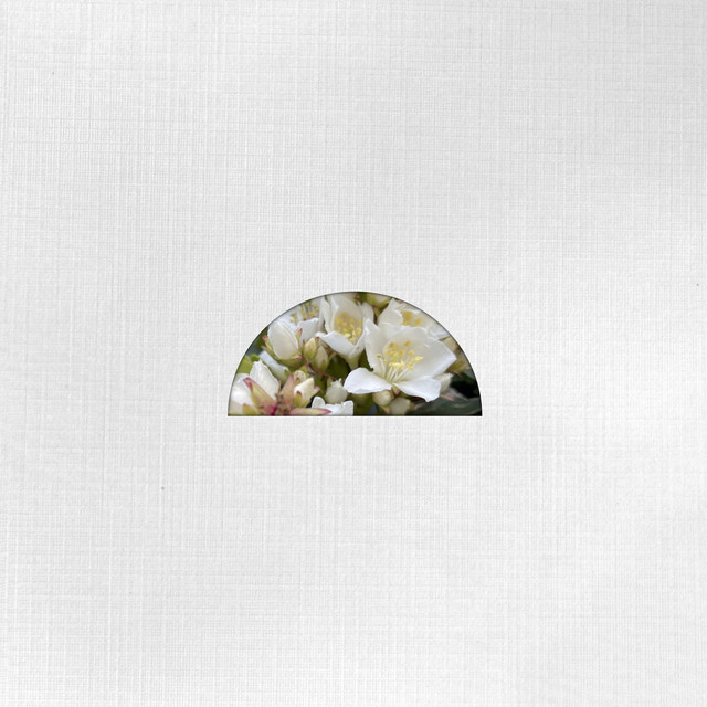 Aquarius cover art