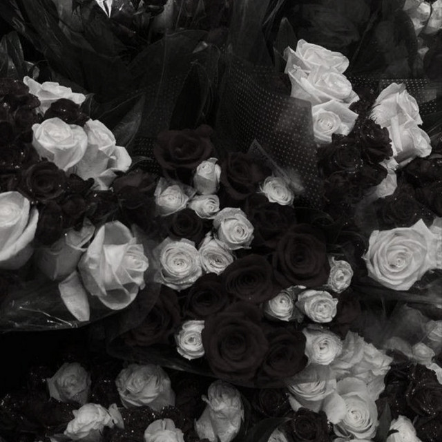 Lütfen cover art