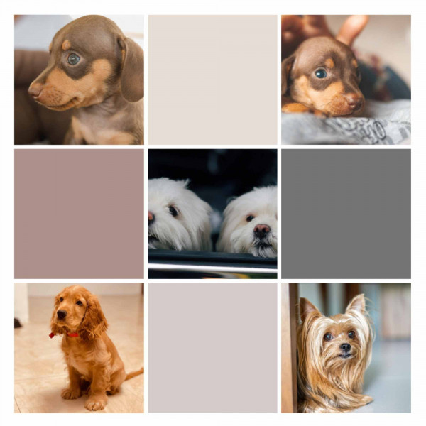 Music for Sleepy Puppies cover art