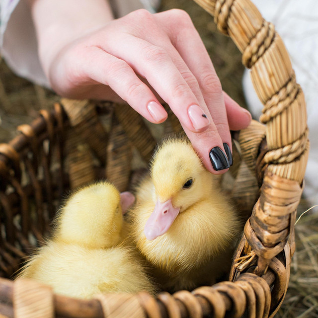 Обкладинка: Ducklings on a walk — Uno Kaya