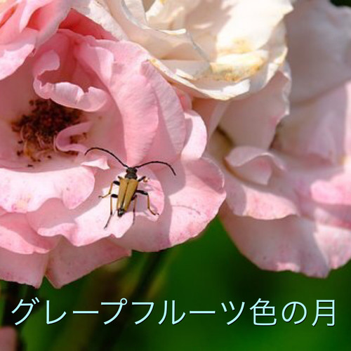 ♡brise様☆真正ラベンダー(花)、グレープフルーツ 各100ml ♡brise様