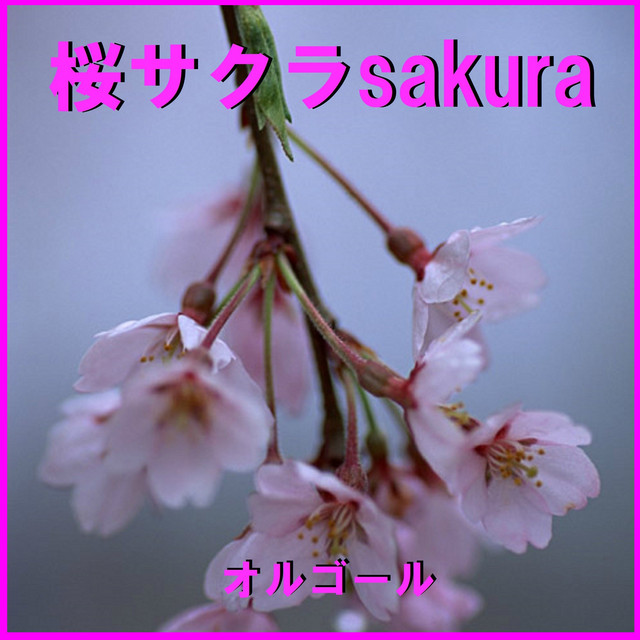 オルゴール 桜ノ雨 無地 白 桜ノ雨 Originally Performed By absorb （オルゴール） - song and