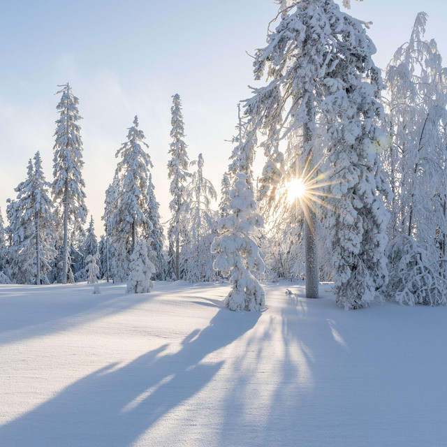 Winter cover