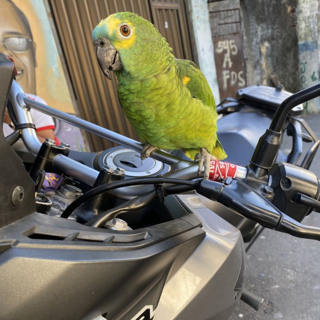 Para no meio da divisa