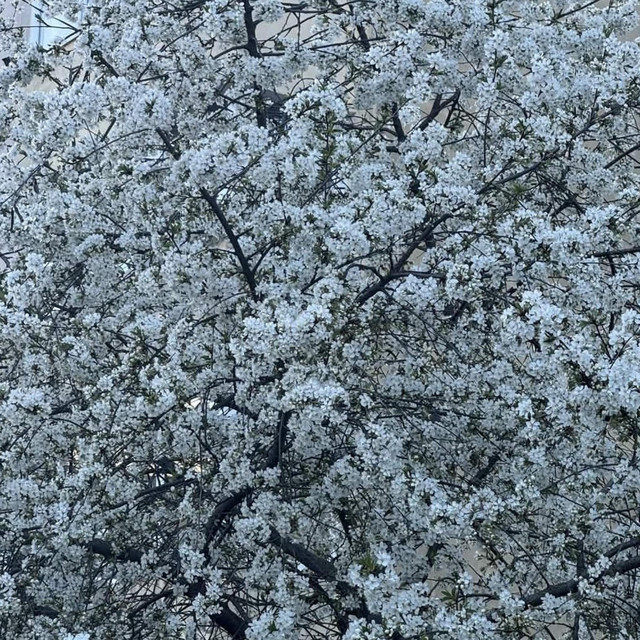 Night Blooming Jasmine (Slowed) cover art