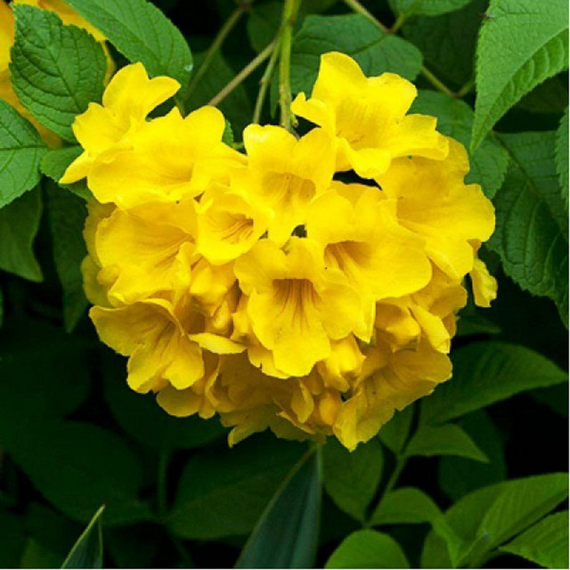 I Went on a walk one year ago and picked up a Flower now its gone cover art