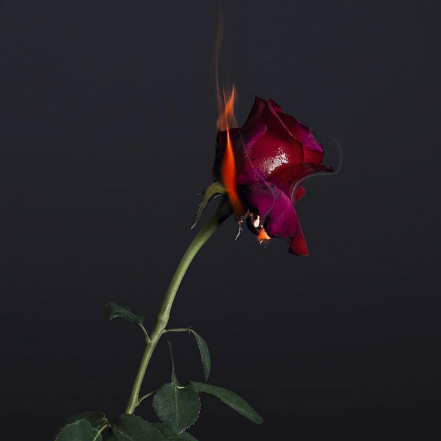 The Burning Rose, Vol. 2 (feat. Shiloh Dynasty) cover art