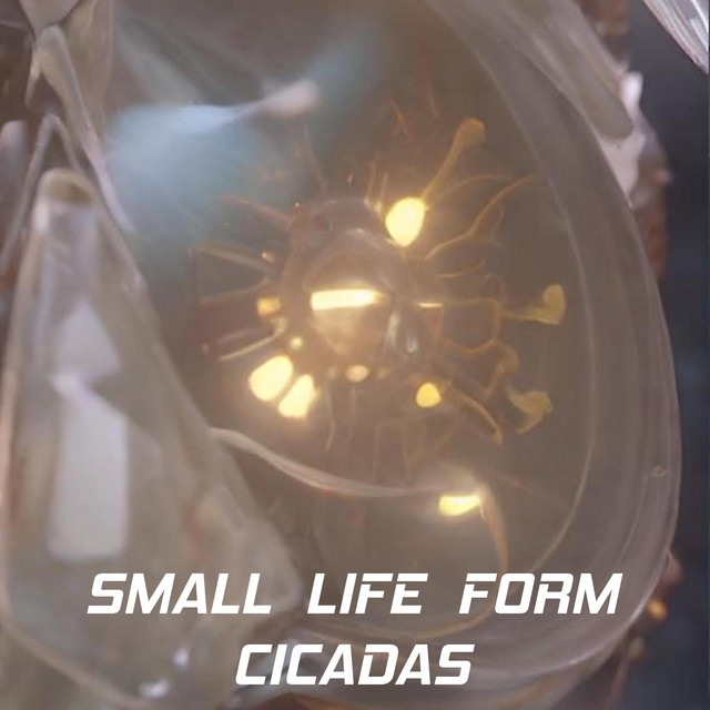 Cicadas cover