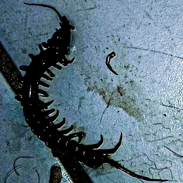 Suffering cover art