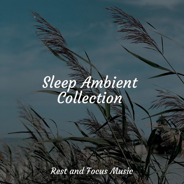 Sleep Ambient Collection - Album by Sleepy Night Music | Spotify