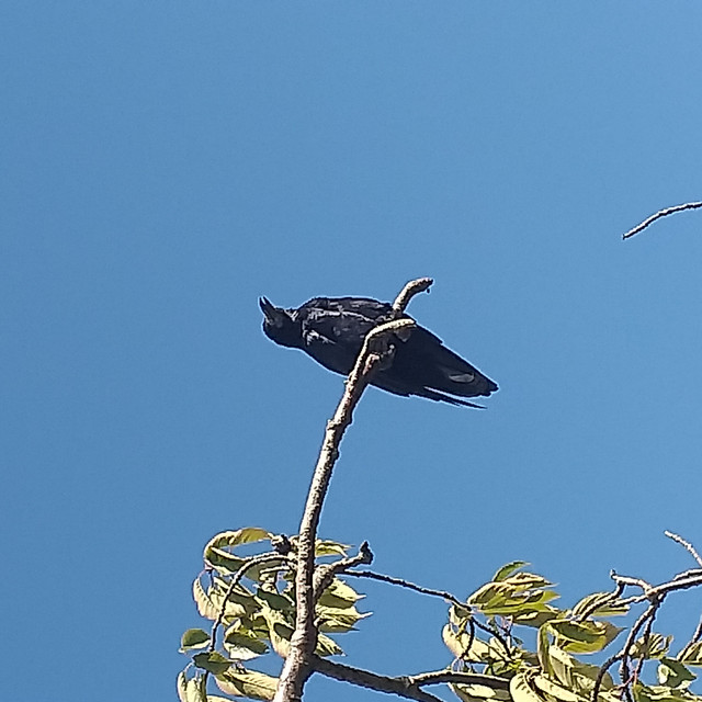 Crow
